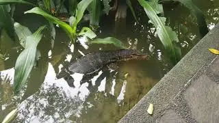 Singapore Botanic Gardens, Symphony Lake, Water Monitor Lizard