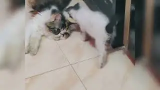 No Edit...!! No AI...!! ANAK KUCING PINTAR LUCU SEKALI #cat #kitten #kucing #kucinglucu #funnycats