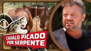 RESGATE DE CAVALO QUE ESTAVA MORR3NDO POR PICADA DE COBRA | ARCA DO CHICO