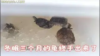 龟出眠