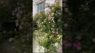 Climbing Rose Flowers Seeds 🌿💚❄️💐#garden #gardening #plants #tree #flowers #nature #farming