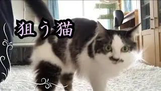 【夜のにゃんこカメラだよ🐱🐱】ひとりじゃないよ(^o^) is live!