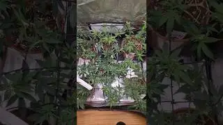 Scrognetz Setup im Zelt &ndash; So forme ich meine Pflanzen #grow #green