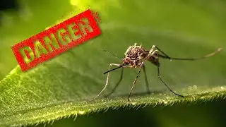 Top 5 dangerous type of mosquitoes around the world and the reasons for why they are dangerous