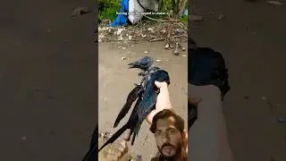 Heartwarming moment || Saving a helpless baby bird from water #shorts #ytshorts #birdifarm #birds