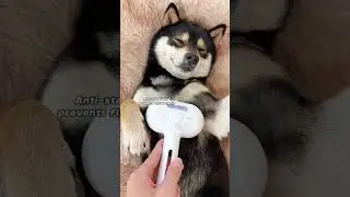 Pet Spray Comb 🌬💨 #dogstore #petcomb #shedding #dogproducts #pethairremover #dogshop #pethairremov