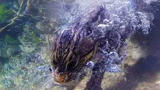 The Cunning Feline That Hunts Underwater ─ Fishing Cat