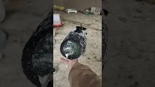 Pigeon Sound | Kabootar ki awaz | Kabutar ka awaaz