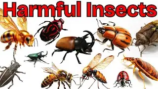 🐝 Harmful Insects Name in English | Learn Insects for Kids | Preschool & Toddlers learning video 