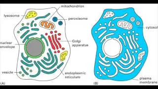 CITOSOL BIOLOGIA