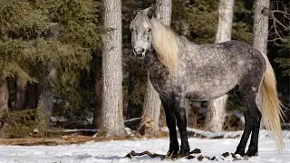 Shazam | An Injured Wild Stallion Still Leading His Band