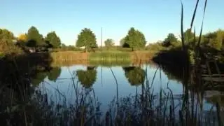 Reeds and Rushes