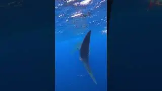 Tiburon ballena 😍 #shorts #gopro #sebitastrip