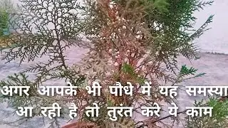 Thuja plant turning brown || Cypress का पौधा सूख रहा है तो तुरंत करें यह काम
