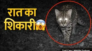 👉 &ldquo;Leopard ❌ Tiger ❌ | India&rsquo;s Secret Wild Cat | Wildlife Explore&rdquo;