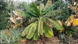 Proof that Dwarf Namwah is a great pick for a Zone 9b subtropical garden