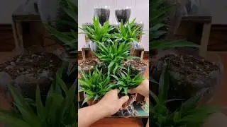 🏡 Rumah Jadi Cantik! Trik Menanam Tanaman Estetik Pakai Botol Bekas 🌿#berkebun #tanamanhias