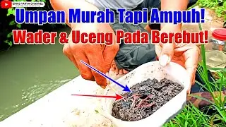 Umpan Murah Tapi Ampuh! Wader & Uceng Pada Berebut! Micro Fishing
