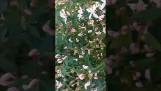 Beautiful pink flowers honeysuckle ornamental 美丽的粉红色花朵金银花观赏 美しいピンクの花スイカズラ観賞用 아름 다운 핑크 꽃 허니 장식 Красив