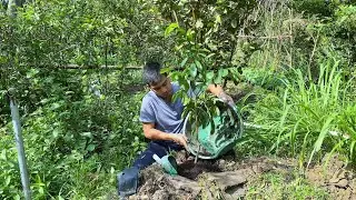 Growing cucumbers - growing custard apples | Long Ca Farm