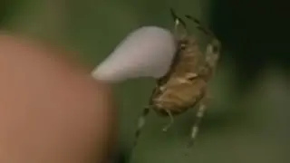 ARA&Ntilde;AS DROGADAS l Fandub Espa&ntilde;ol