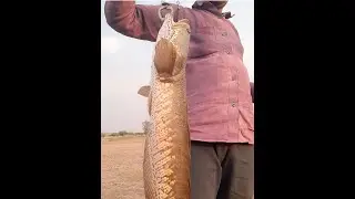 amazing fish catching snack head fishing