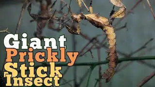The Giant Prickly Stick Insect: Nature&rsquo;s Walking Thorn