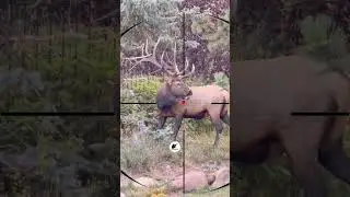 Big Elk Hunting | Caccia al grande alce