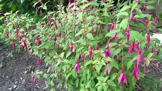 Hardy Fuchsia in Southern Ontario,  Canada