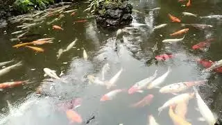#carp#zoo#koi#fish#nature#garden#park#rain#pond#c&aacute;#koi#koi#iasc#Koifisch#Koi#balığı#कोई#मछ्ली#鯉#魚＃锦鲤