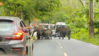 വണ്ടികൾ തടഞ്ഞു നിർത്തി കാട്ടാനാക്കൂട്ടം മുത്തങ്ങയിൽ l Muthanga wildlife sanctuary l #elephantattack 