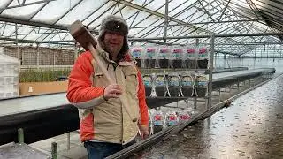 Winterharde Waterlelies uit eigen Waterplanten Kwekerij - Van der Velde Waterplanten
