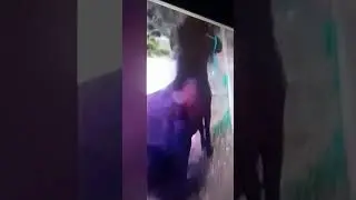 Mini cavalo d&aacute; v&aacute;rios  coises em homem , derrubando...o .. vejam....