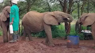 Did you know elephant can die out of stress.thats why they are adopted
