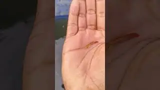 guppy male. #guppyfish #pondfish