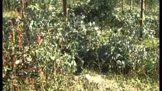 2012-04-13 Training Workshop on Alien vegetation