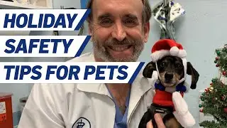 Holiday Safety Tips for Pets
