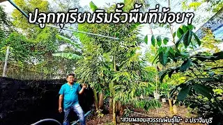 ปลูกทุเรียนริมรั้วมีพื้นที่น้อยโดนบดบังแสงจะส่งผลให้ต้นทุเรียนเป็นพุ่มไม่ค่อยสวย 