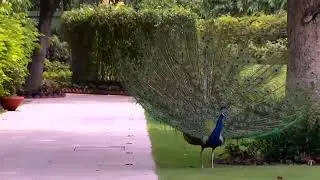 NARENDRA MODI LATEST VIDEOS PEACOCK IN HOME