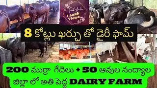 200 ముర్రా జాతి గేదెలు, 50 ఆవుల (సహివల్,ఒంగోలు) Dairy Farm||Biggest Dairy Farm in Nandyal District