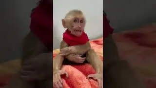 monkey baby Theo so cute #shorts