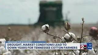 Drought, market conditions lead to down years for TN cotton farmers