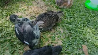 Introducing our chicks to our big chickens 🐥🐥