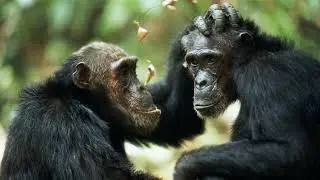 Primate Same-Sex Behavior: An Evolutionary Survival Strategy