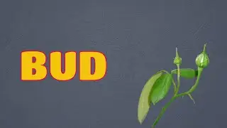 Что означает BUD || Значения и определения с примерами на АНГЛИЙСКОМ языке