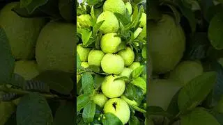 🌿How to grow Guava tree, new technique of propagate guava tree using onion juice🧅 #guava #gardening