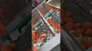 vegetable fruit washing machine|orange washing line|leafy vegetable washing line | vegetable washer