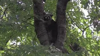 Raton laveur (Procyon lotor) Northern Raccoon