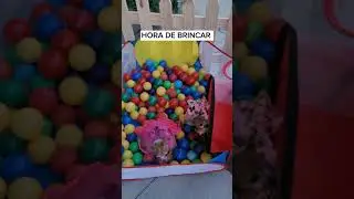 MEU CACHORRO É CELEBRIDADE NA DOG WEEKEND