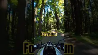 Summer Forest Run POV | AI Motorcycle Ride Through Nature's Tunnel #fullthrottle #helmetcam